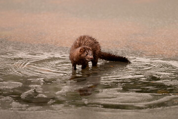 A wild Mink stands on a frozen pond next to a hole in th ice