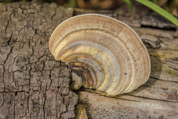 Trametes cubensis mushrooms growing on a wood log, in a forest in the eastern Andean mountains of central Colombia, near the Iguaque natural reserve.