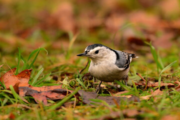 Fall scene of a White-breasted Nuthatch bird looking for food on the ground under fallen leaves
