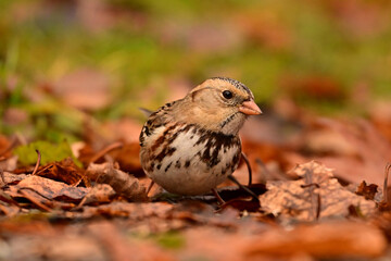 Fall scene of a Harris's Sparrow bird forages fo food under the fallen leaves