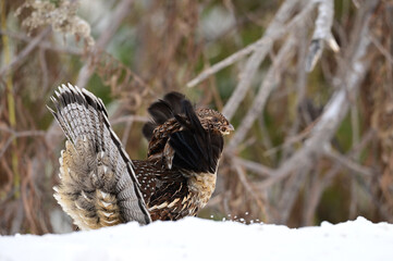 A Ruffed Grouse bird with it's tail fanned out and neck feathers fluffed up struts along though a snow covered forest