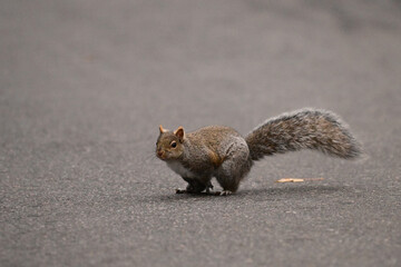 An Eastern Gray Squirrel pauses then runs across a paved road