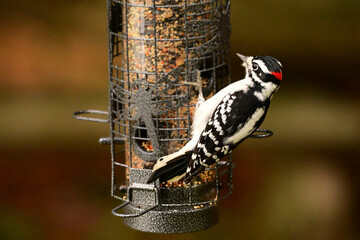 Male Hairy Woodpecker perched on a bird feeder