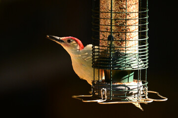 A male Red-bellied Woodpecker sits perched at the side of a bird feeder