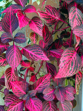 Cagliari, Sardinia, Italy, November 1, 2025. An ornamental plant with a vibrant magenta colour on dark green. This is Iresine herbstii, also known as "beefsteak plant." 