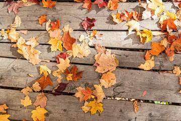 Colorful fallen maple leaves scattered across weathered wooden boards. Autumn texture with warm tones, natural details and seasonal mood.
