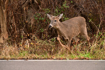 Autumn scene of a White-tailed deer doe steps out of forest and crosses onto the road