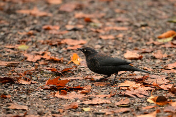 Close up of a beautiful male Rusty Blackbird foraging for food under the fallen autumn leaves