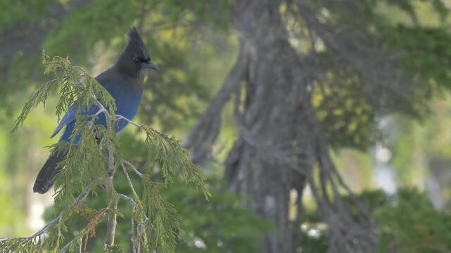 A stellar blue jay (Cyanocitta stelleri) on a cedar tree looks around then takes flight