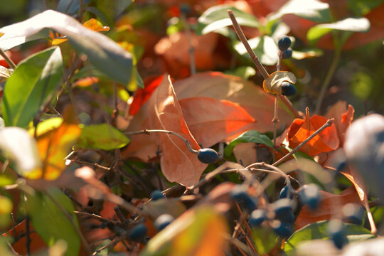 Autumn red leaves falling on the ground