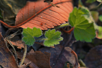 Autumn red leaves falling on the ground