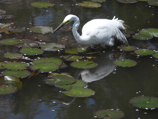 スイレンの池に映るダイサギ Great Egret reflected on water lilies