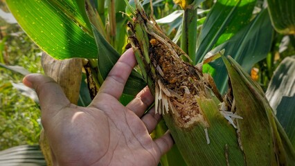 Hand shows a corn cob completely destroyed by pests, revealing rot, waste, and significant crop yield loss. © Fajri Mulia Hidayat