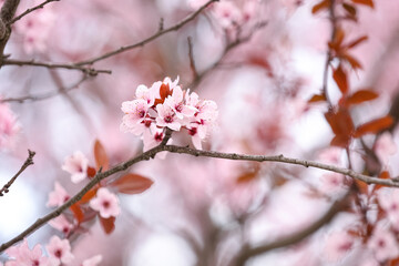 Beautiful blossoming tree branch against blurred nature background