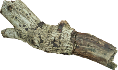 branch tree dry cracked bark
