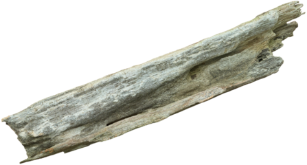 branch tree dry cracked bark