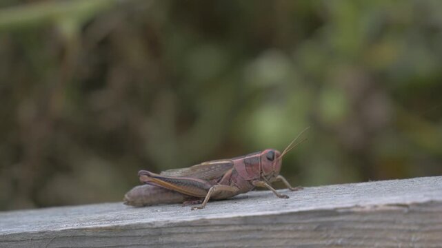 A grasshopper rests on a trellis in a garden