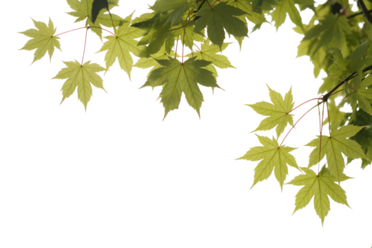 fresh maple leaves branch with bright  light . Isolated on transparent background, png