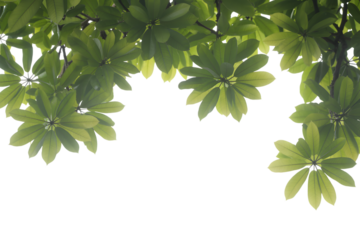 lush green leaves forming natural background and frame . Isolated on transparent background, png