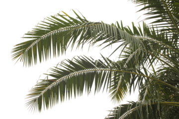 palm fronds . Isolated on transparent background, png