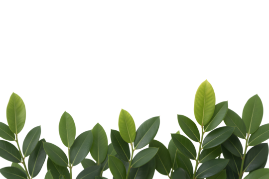 vibrant green leaves on a plant, creating a beautiful border . Isolated on transparent background, png