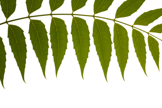 Close-up of vibrant green neem leaves . Isolated on transparent background, png