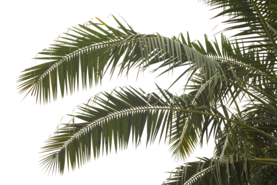 palm fronds . Isolated on transparent background, png