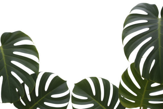 Monstera leaves frame with clear space  . Isolated on transparent background, png