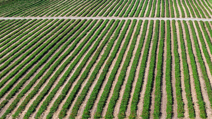 Rows of green plants in a field