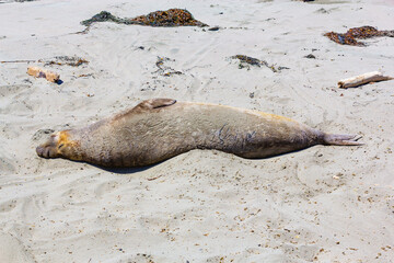 young sealion relaxing at the beach
