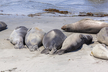 hugging young male Sea lions at the sandy beach relax