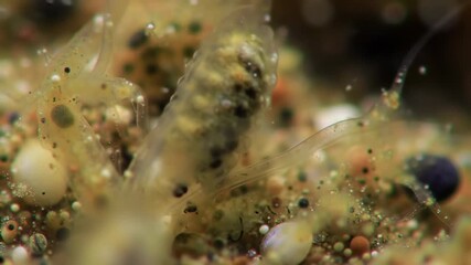 Macro view of microscopic shrimp in sandy environment, educational or research purpose