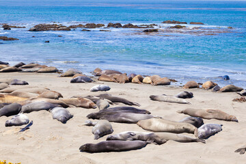Sealions at the beach