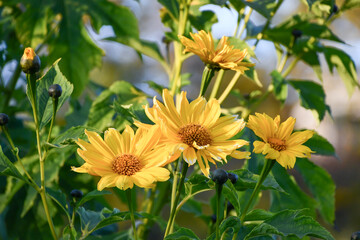 ニトベギク　Tree Marigold