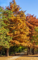Naklejka premium Beautiful Piedmont Park in autumn, Atlanta, Georgia