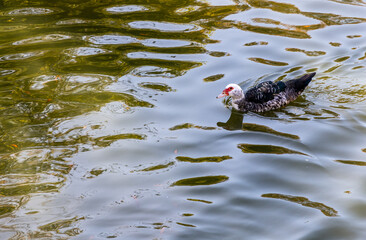 Muscovy duck (Cairina moschata) swimming the in lake Clara Meer, Piedmont Park, Atlanta, Georgia