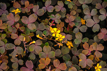 Flowering Yellow and Purple Clovers in The Spring With Dew
