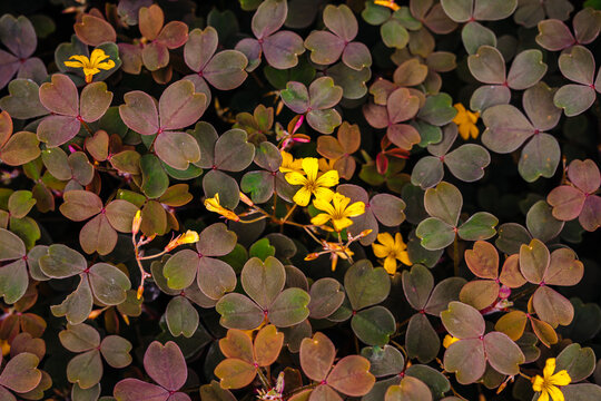 Flowering Yellow and Purple Clovers in The Spring With Dew