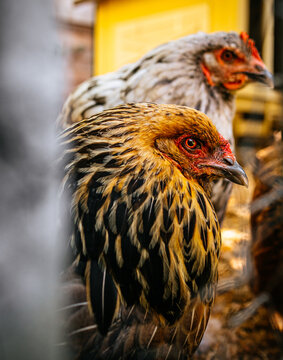 Fototapeta Chicken on the farm, close up