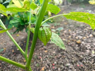 Cape gooseberry (Physalis angulata or Physalis minima). This fruit is small, round, and green when unripe. Its distinctive feature is that it is wrapped in a thin, paper-like calyx