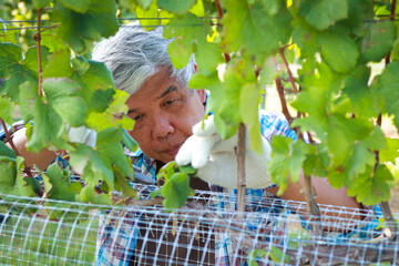 Close-up of elderly male worker working in a vineyard. Grape vineyard. Agriculture concept.