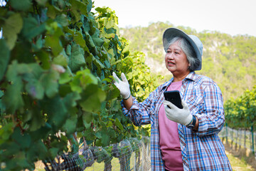Portrait of senior female farmer wearing hat holding smartphone working in rural vineyard. Agriculture concept. Food business.