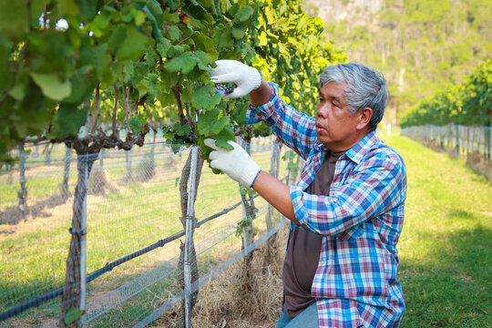 Portrait of an elderly male farmer working in his vineyard, he is closely monitoring it. Agriculture concept, wine production.