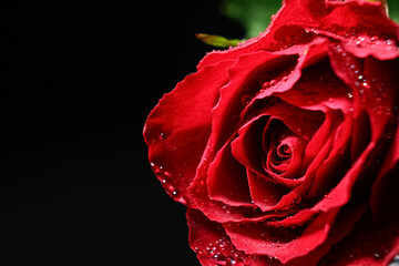 Beautiful red rose flower with water drops on black background, closeup