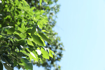 Tree branch with green leaves on sky background