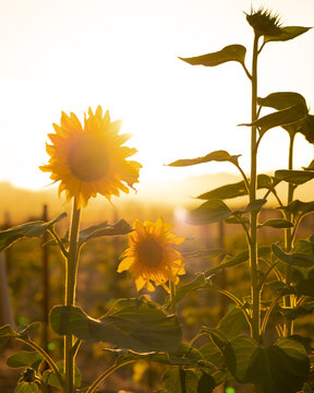 Fototapeta sunflowers in the field at sunset