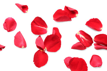 Fototapeta premium Many red rose petals on white background