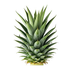 Fototapeta premium Vibrant green pineapple crown isolated on black background isolated on white background