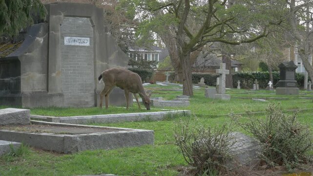 A black tailed deer (Odocoileus hemionus columbianus) feeds in a cemetery 
