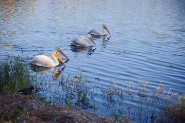 Four White Pelicans Gliding On Calm Blue Lake Near Riverside Park Crescent Lake in St. Petersburg, FL. Conveying peace, wildlife, and natural beauty near an urban setting.
